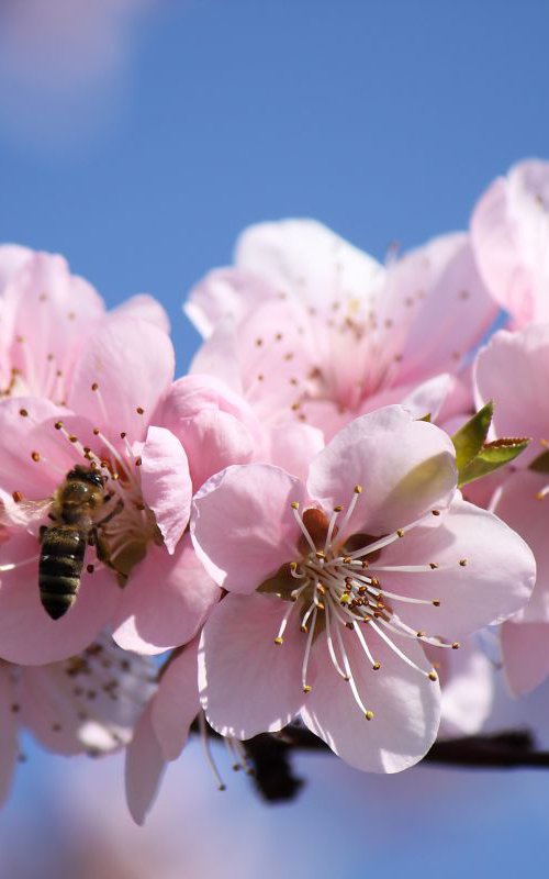 Peach blossom and bee by Sonja  Čvorović