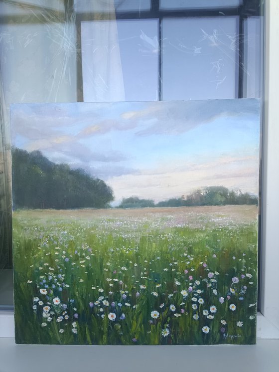 Field of daisies