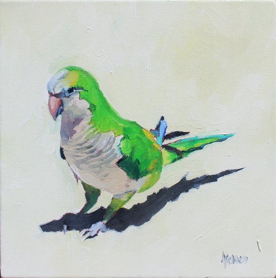 Monk Parakeet