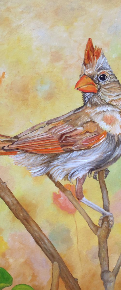 Female Cardinal Portrait by Angeles M. Pomata