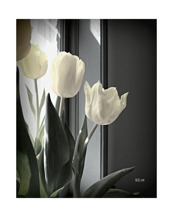 Tulips in Spring Light