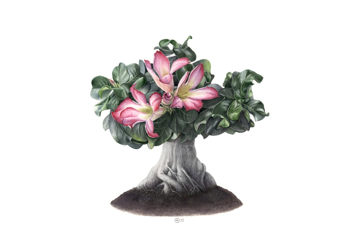 Adenium Tree by Yuliia Moiseieva