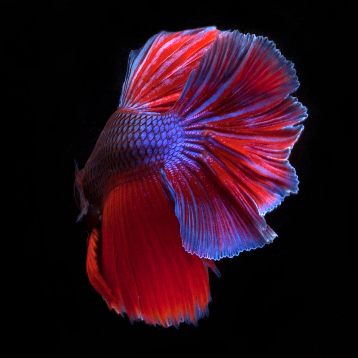 Photorealistic Animal Photograph By Michael Filonow, 26 X 26", Beta 87, Original Artwork