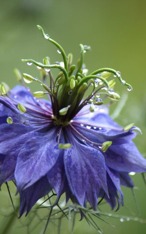 Blue nigella by Sonja  Čvorović