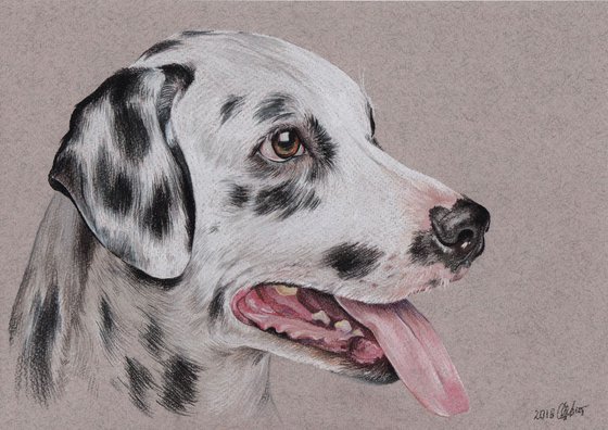 Colorful portrait of Dalmatian dog. 30cm x 21cm. Pastels on paper