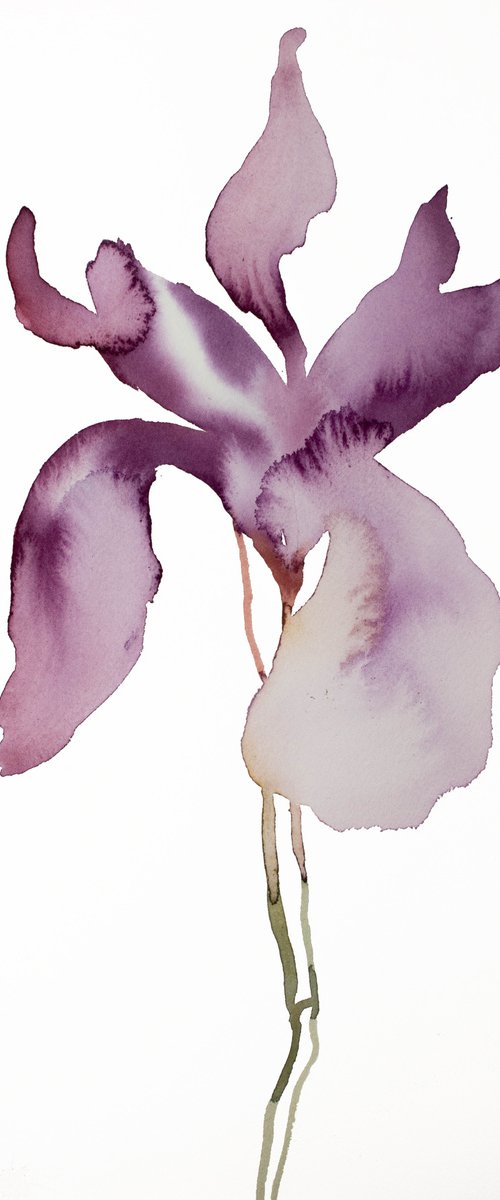 Iris No. 145 by Elizabeth Becker