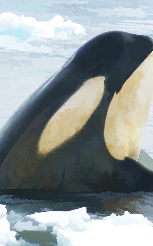 Spy-hopping Orca by Marlene Watson