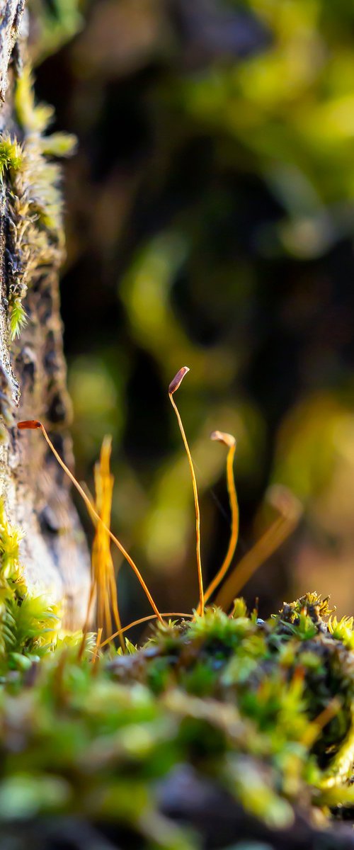 Forest's eye - matted by Inna Etuvgi