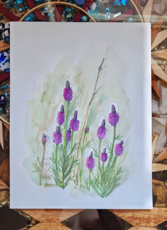 Purple Prairie Clover