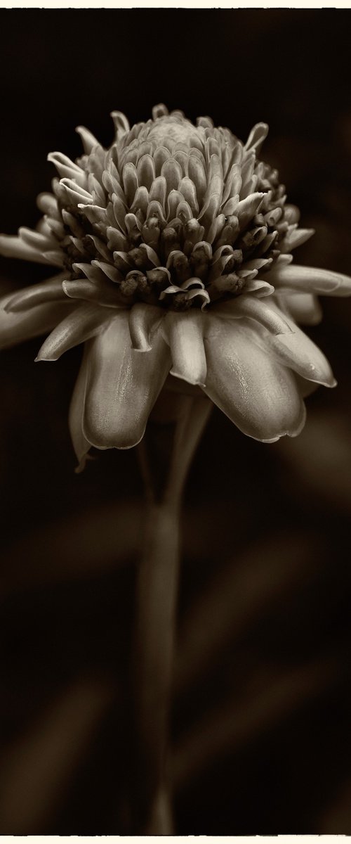 living nature 01 by Daniel Fontaine