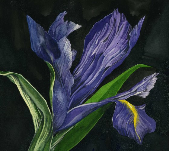 blue dutch iris watercolor floral