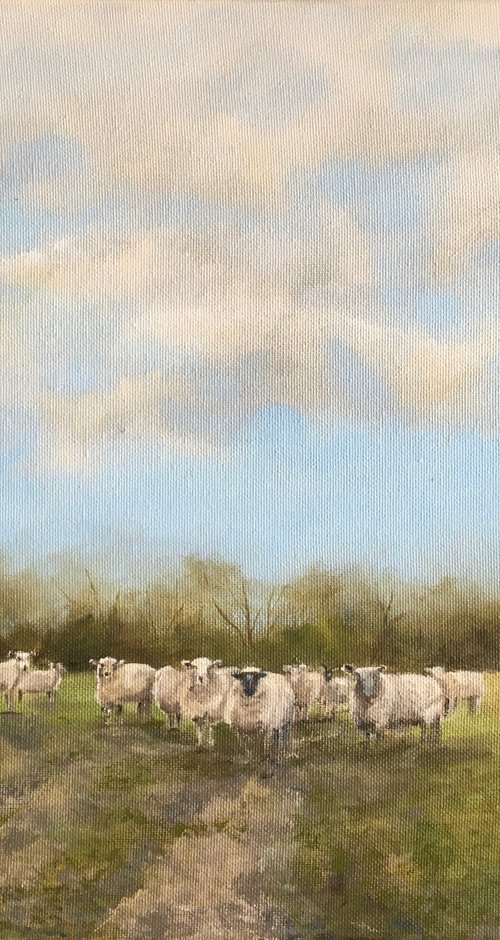 Sheep at Harvel by Shayne McGirr