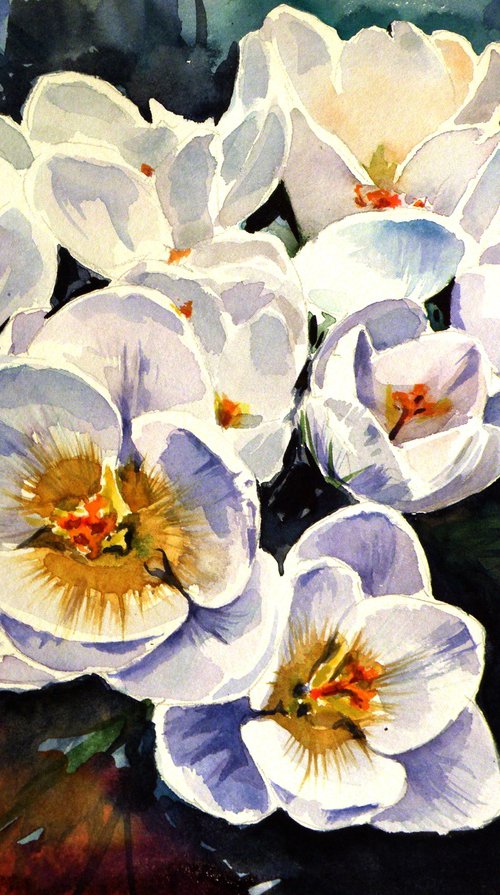 First crocus by Kovács Anna Brigitta