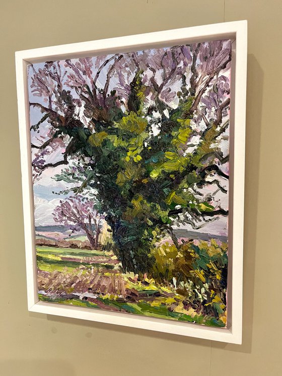 Late Winter Oak
