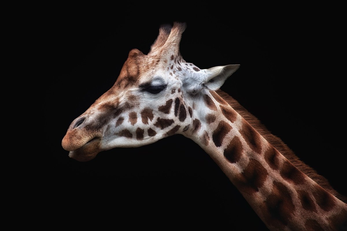Animal Photograph By Paul Nash, 24 X 16", Giraffe Head And Neck, Original Artwork