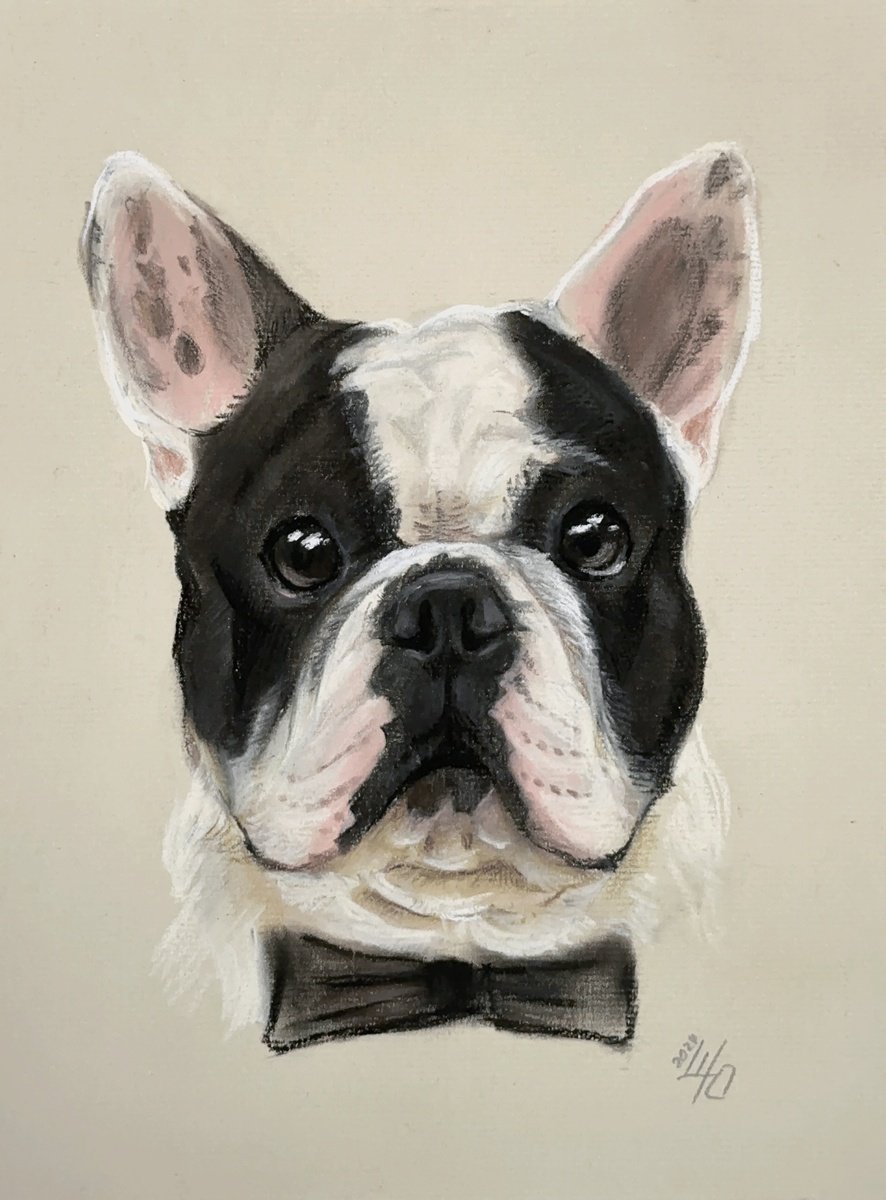 Photorealistic Animal Pastel Drawing By Julia Shilo, 8 X 11", Black And White Funny French Bulldog, Original Artwork