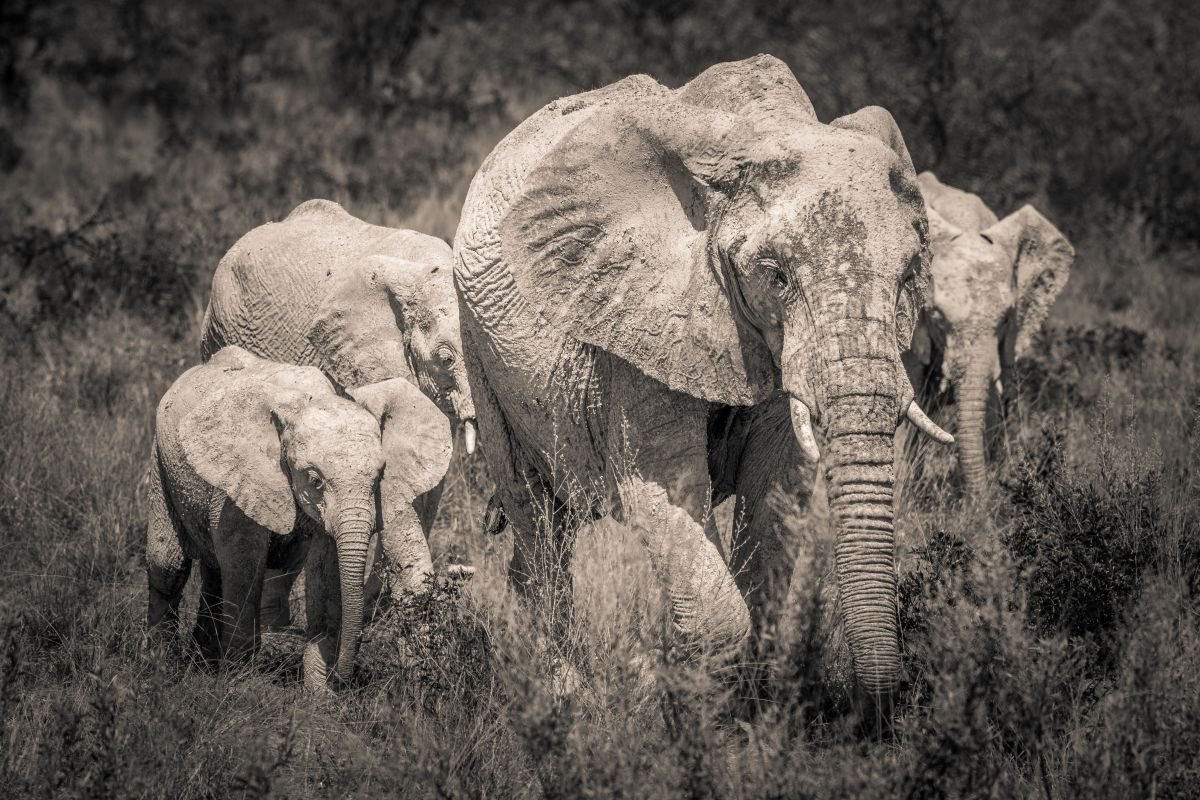 Etosha Elephants I by Kevin Standage