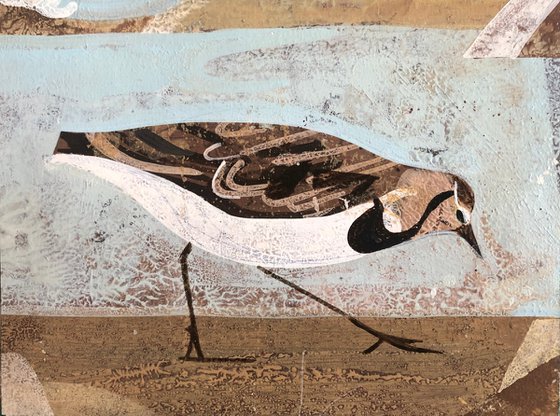 Sanderling