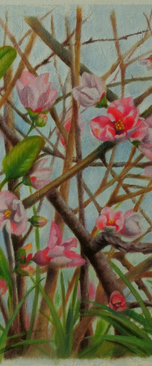 Flowering quince by Laura Cabral