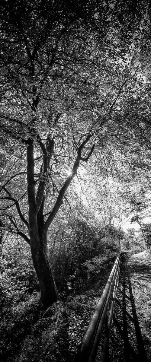 Cardinham woods by Paul Nash