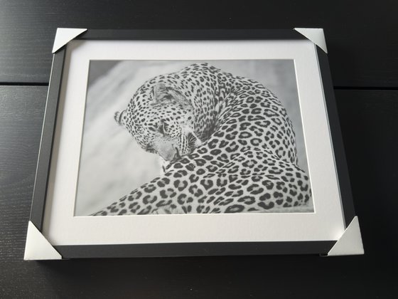 THE BIG LEOPARD