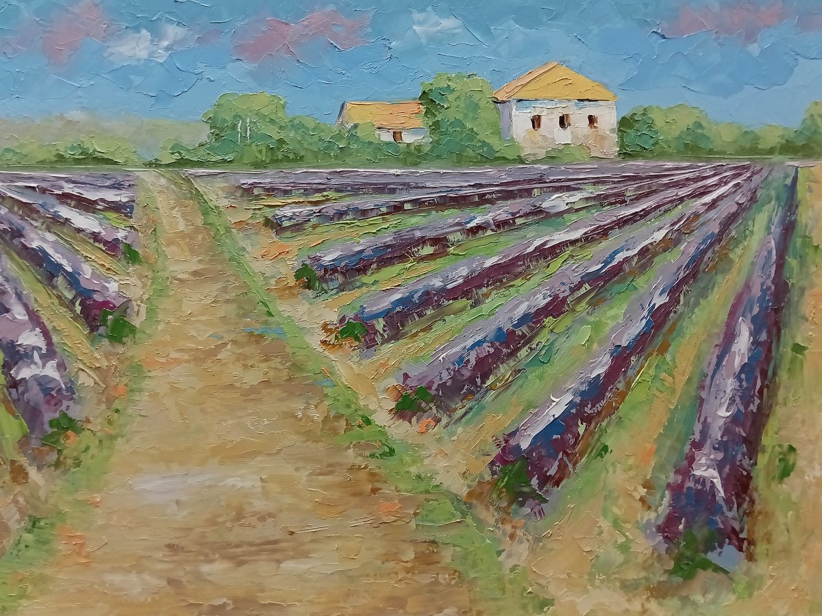 Lavander fields. Flower fields by Marinko Saric