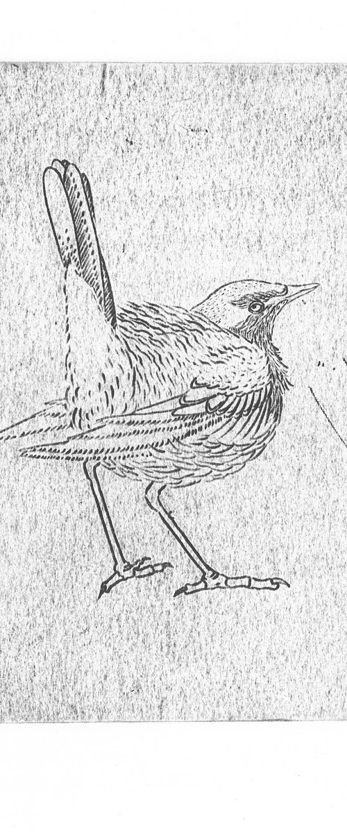 Western yellow wagtail dry point by Karina Danylchuk