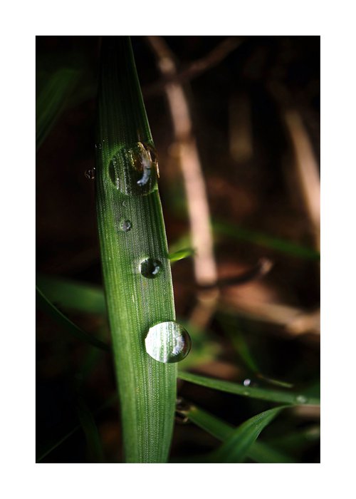 Macro Raindrop Photography Art 10 by Richard Vloemans