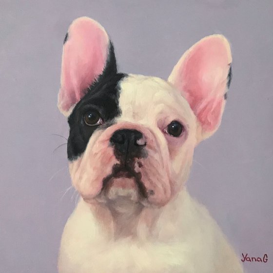 French bulldog