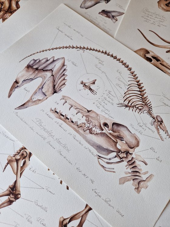 Platyosphys paulsoni, Basilosaurus from Ukraine