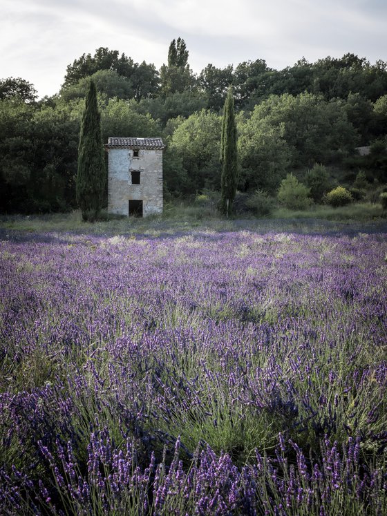 THE PROVENCE STORY