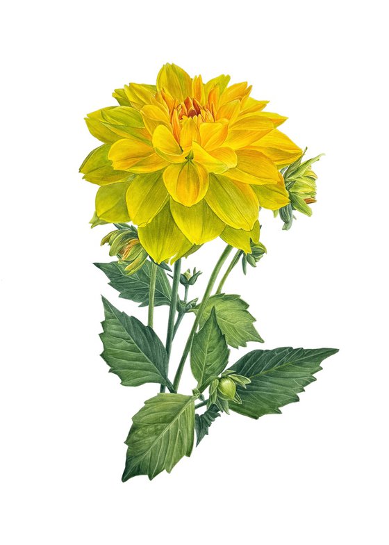 Yellow Dahlia flower Painting
