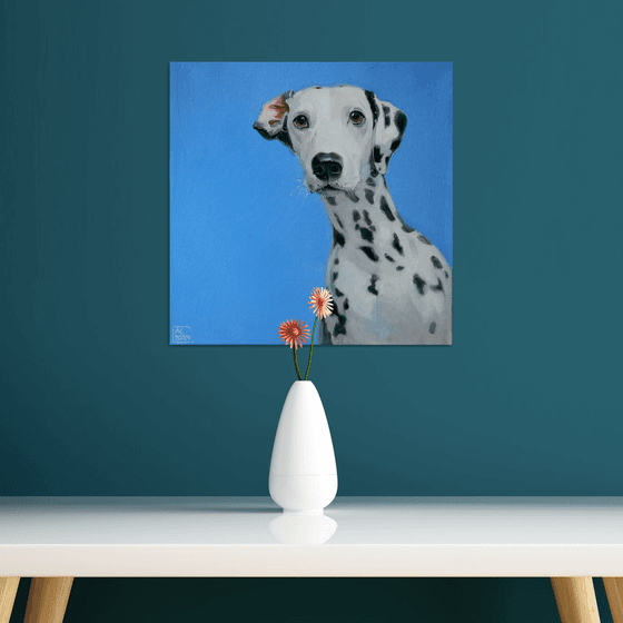 Portrait of a Dalmatian on a blue background.