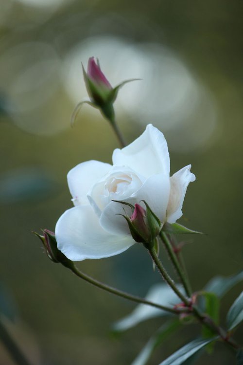 White rose by Sonja  Čvorović