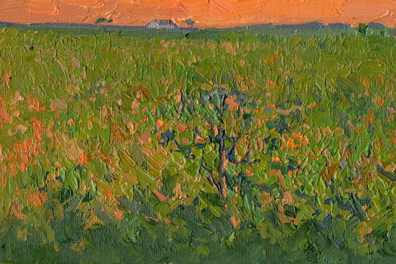 Orange Sunset. Chamzinka