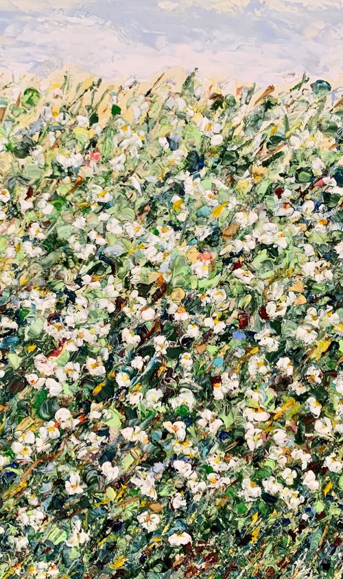 White daisies in the field by Vilma Gataveckienė