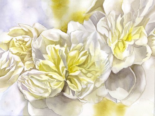 white peonies with yellow by Alfred  Ng