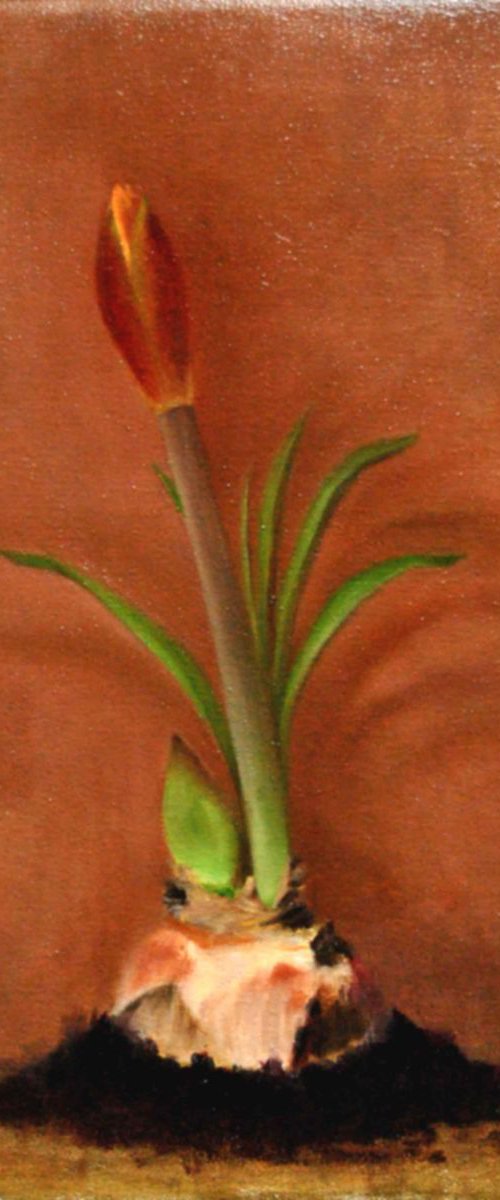 Amaryllis Bud by Daniela Roughsedge