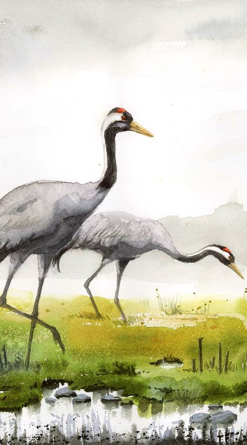 Common Cranes on early spring meadow by Karolina Kijak