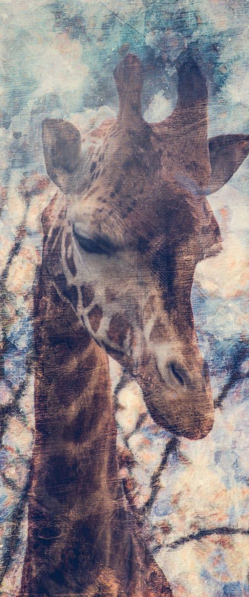 Giraffe Portrait by Paul Nash