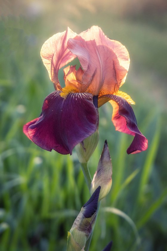 Iris