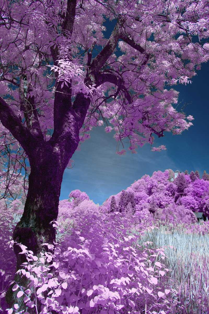 Surrealistic Landscape Photograph By Robert Kohlhuber, 20 X 30", Purple Nature, Original Artwork
