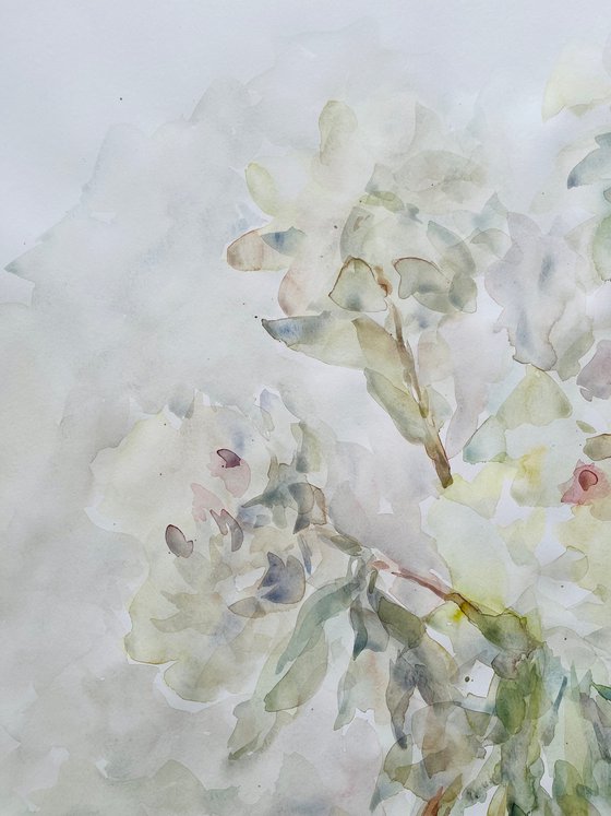 Peonies 50x65 cm 2025