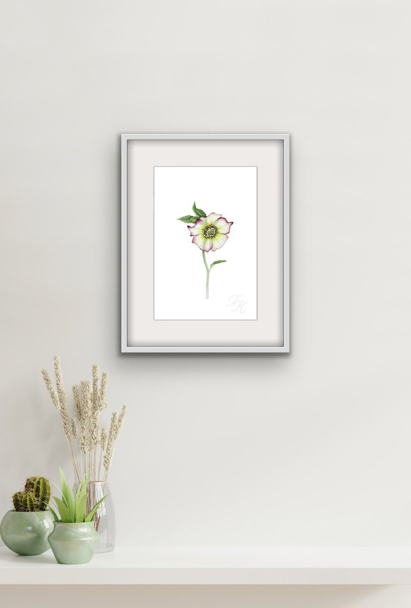 Illustrative Botanical Watercolour By Tetiana Kovalova, 7 X 11", Hellebore, Original Artwork