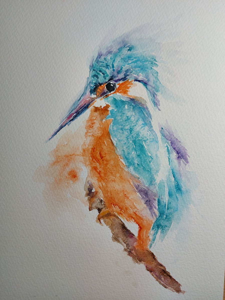 Kingfisher by Sue  Green