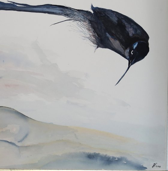 Aglaophonos