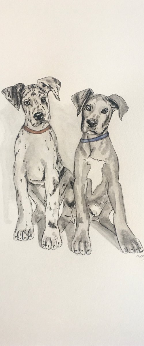 Great Dane painting by Amelia Taylor