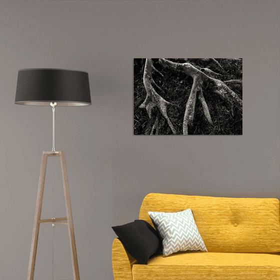 Roots II | Limited Edition Fine Art Print 1 of 10 | 75 x 50 cm