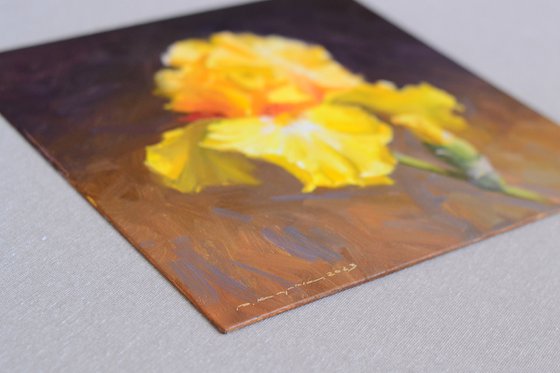 Yellow iris