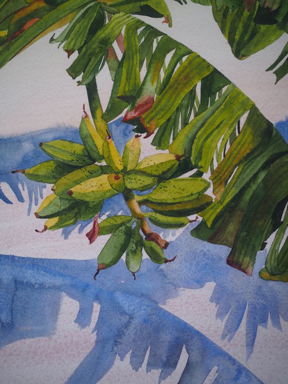 Banana palm shadow - original watercolor